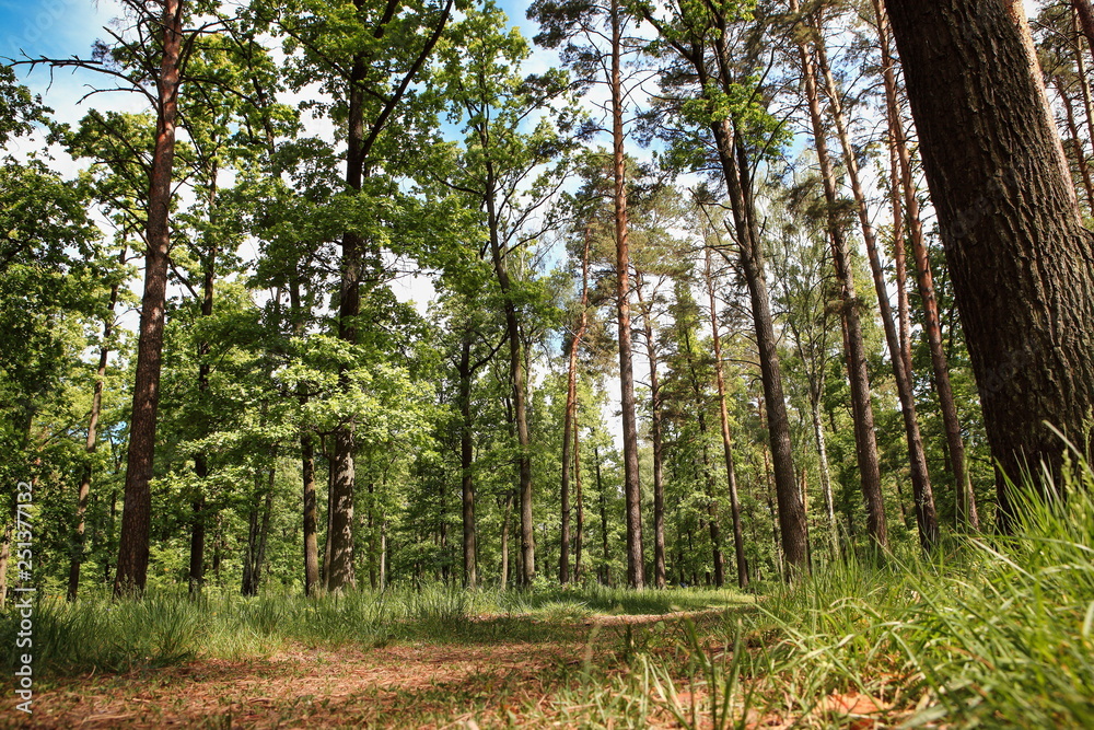 beautiful forest landscape with magnificent sky and sunshine beautiful forest landscape with magnificent sky and sunshine