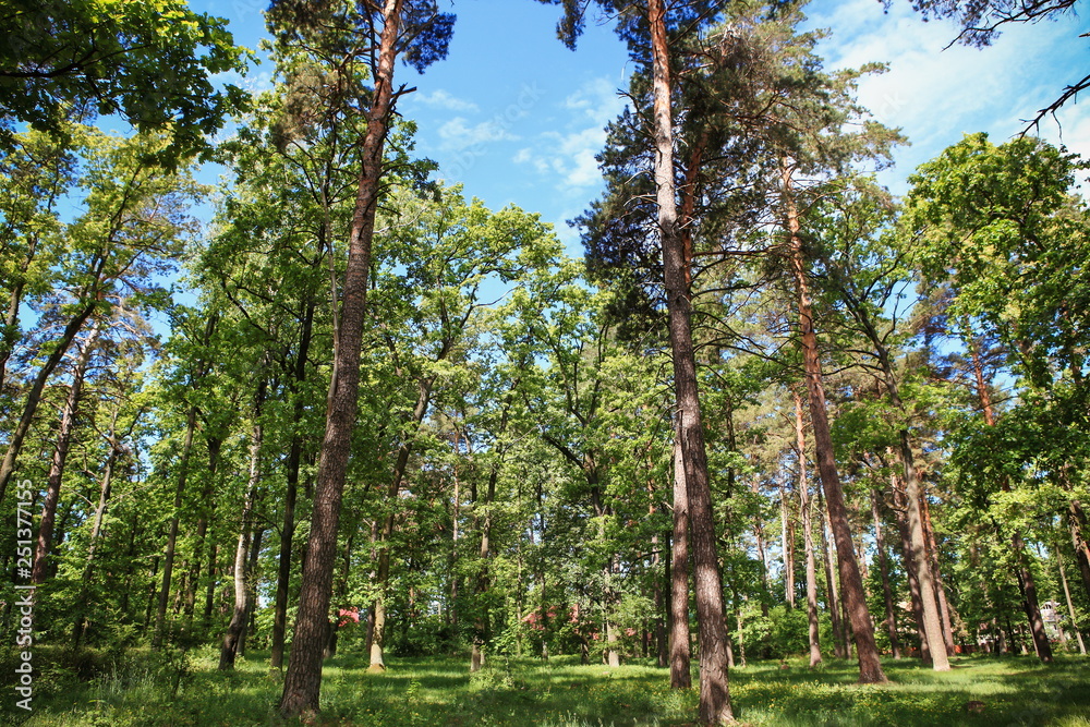 Fototapeta premium beautiful forest landscape with magnificent sky and sunshine