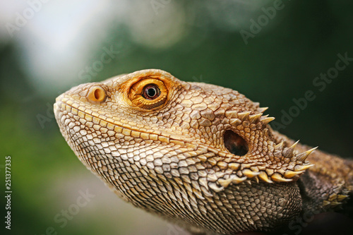 Lizard bearded agama © prohor08