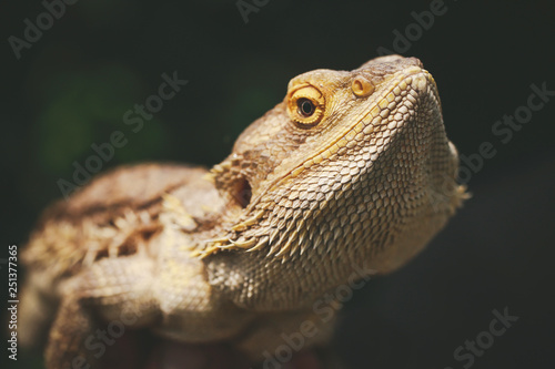 Lizard bearded agama