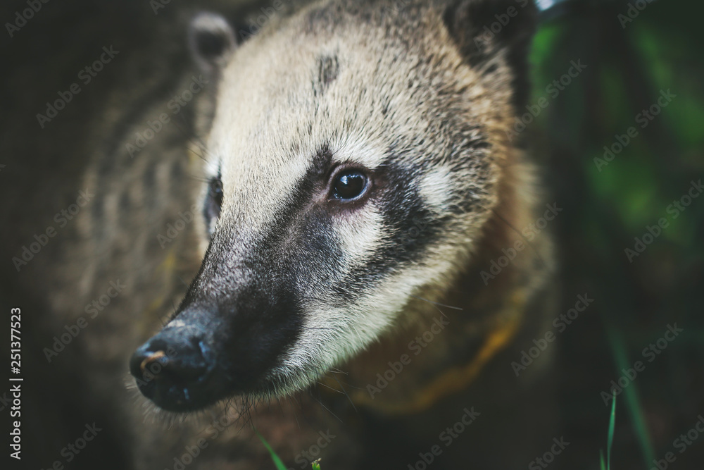 Obraz premium raccoon walks on the grass in spring