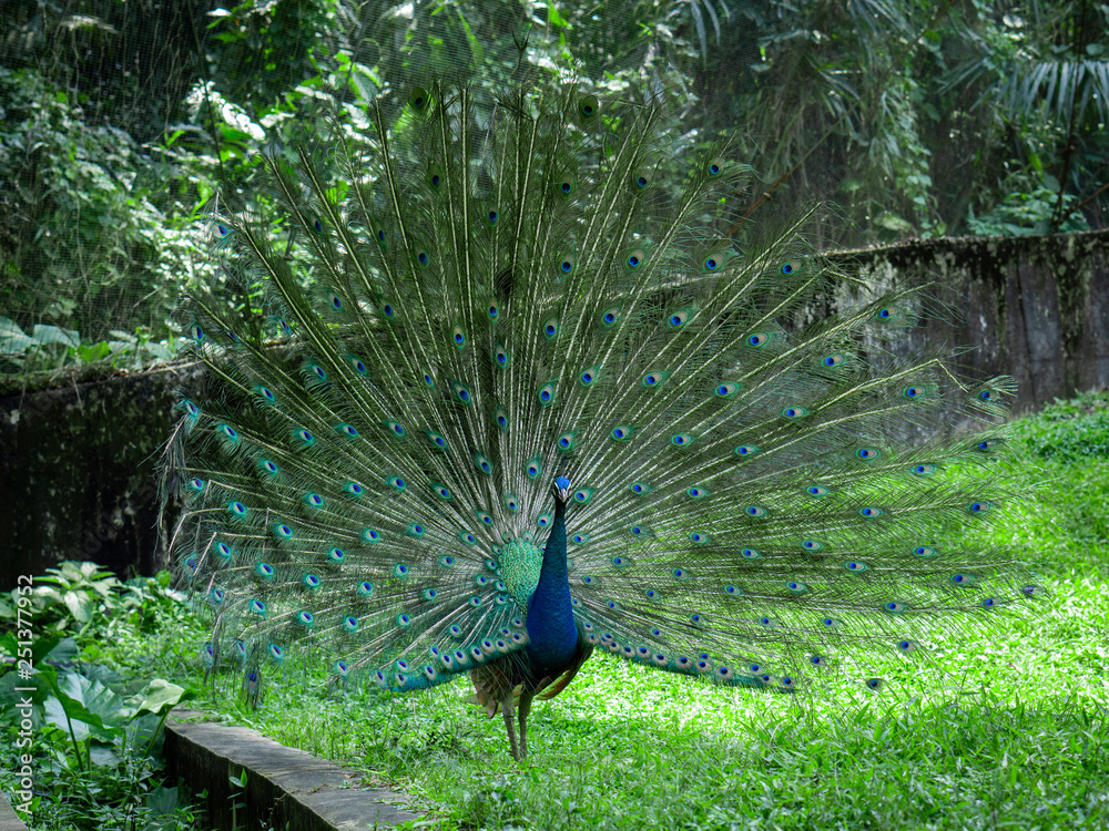 Obraz premium Peacock with open feathers