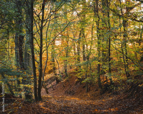 Sunlight shining through autumn foliage on path with orange leaves