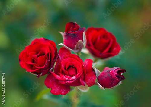 beautiful red roses bush in summer morning garden on bright summer day background.
