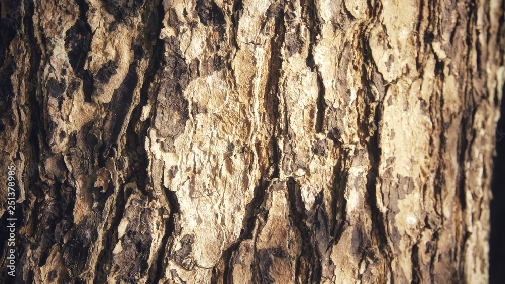 Image of texture of a tree trunk Image of texture of a tree trunk