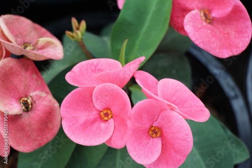 Euphorbia milli crown of thorns in nature