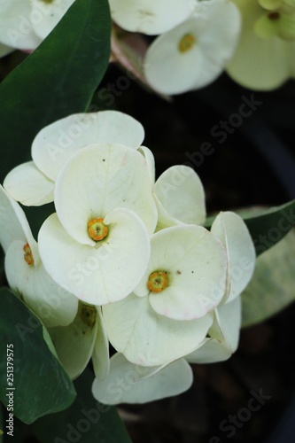 Euphorbia milli crown of thorns in nature
