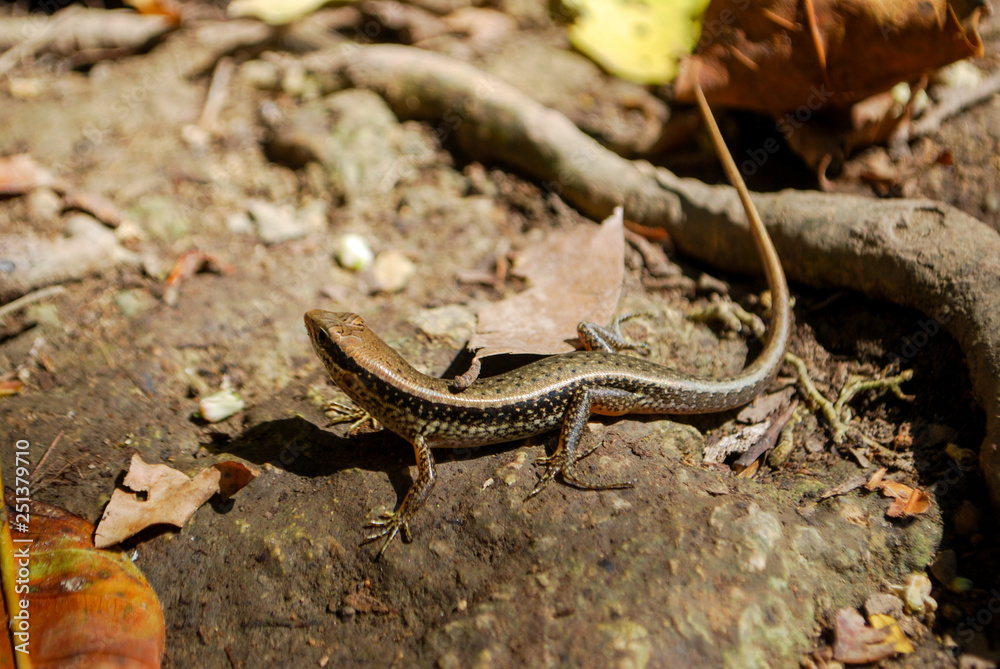 Lizard, Erawan National Park, Thailand. Lizard, Erawan National Park, Thailand.