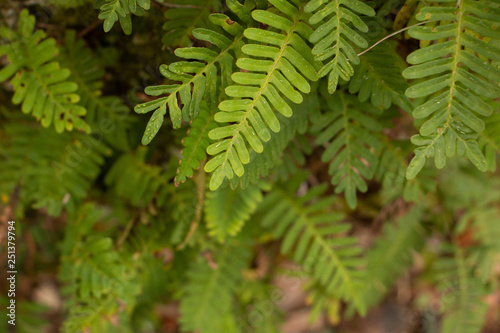 close up of fern in daylight