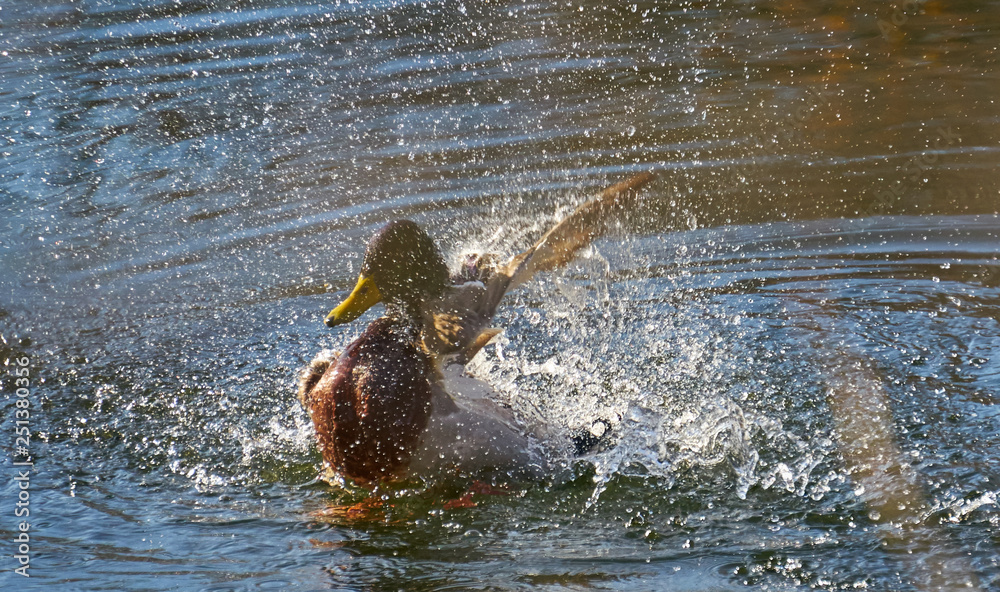 Fototapeta premium Ente badet