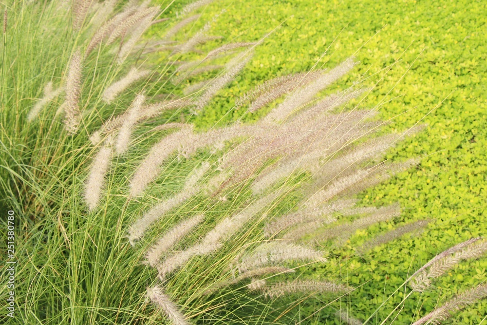 Grass flowers at beautiful in the nature Grass flowers at beautiful in the nature