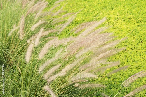 Grass flowers at beautiful in the nature