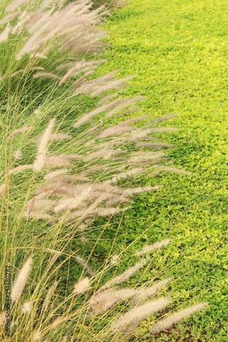 Grass flowers at beautiful in the nature