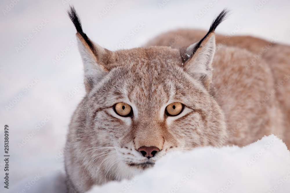 Abordable Eurasian Lynx, portrait in winter field Abordable Eurasian Lynx, portrait in winter field