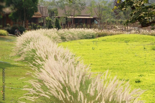 Grass flowers at beautiful in the nature