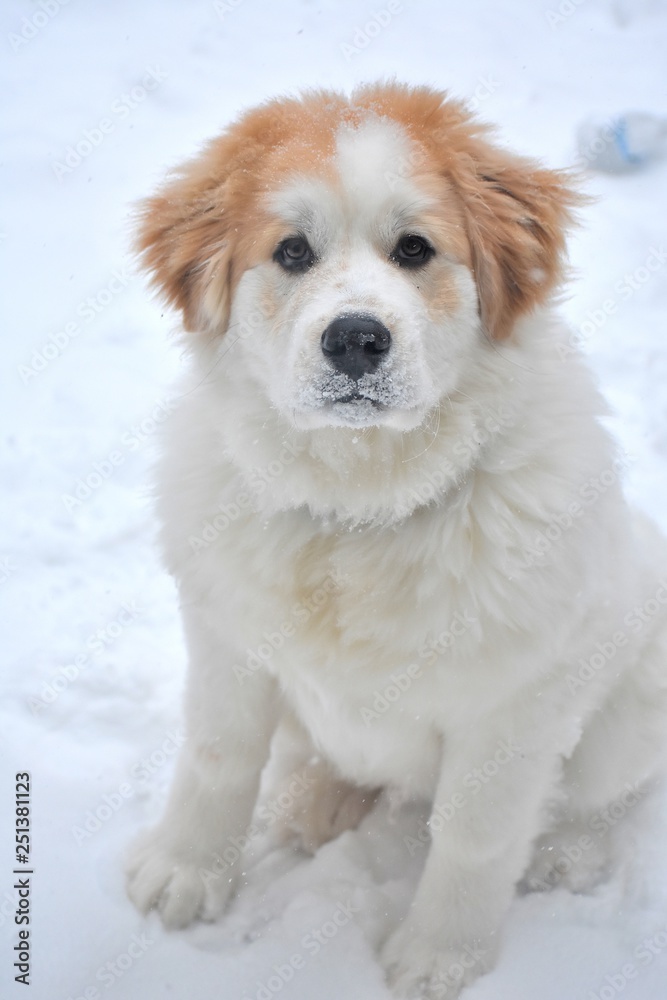 Great Pyrenees Puppy in Snow