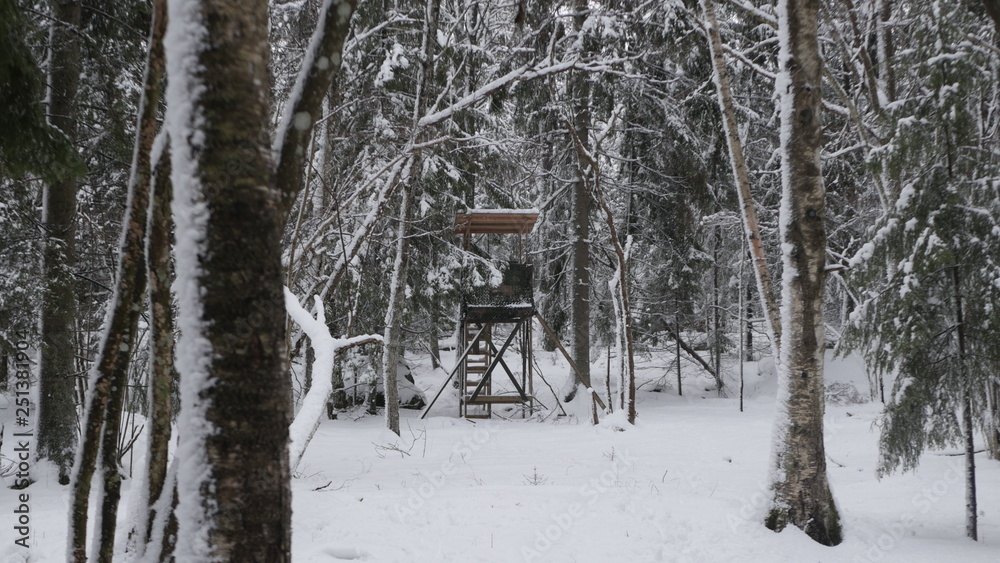 Fototapeta premium Winter in the Swedish forests