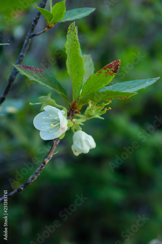 White Rhododendron (Rhodendron albiflorum). Cascade Mountains, Oregon photo