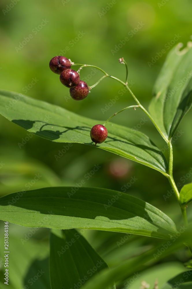 Berries of Large false Solomon Seal(Maianthemum racemosum). Berries of Large false Solomon Seal(Maianthemum racemosum).
