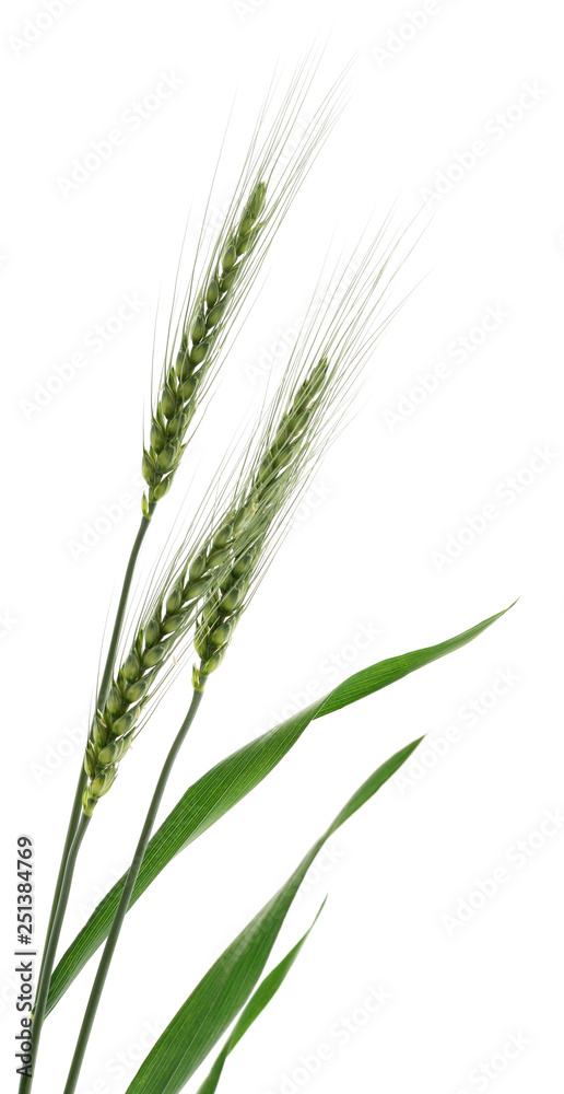 Wheat Bunch on white. Wheat Bunch on white.