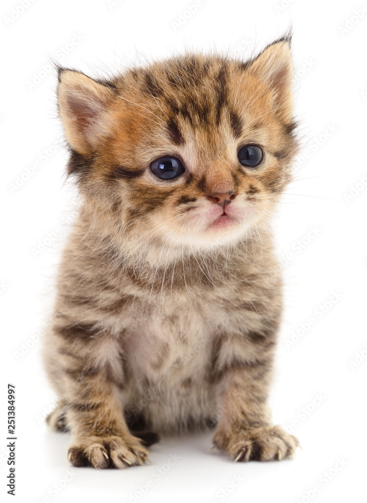 Kitten on white background.