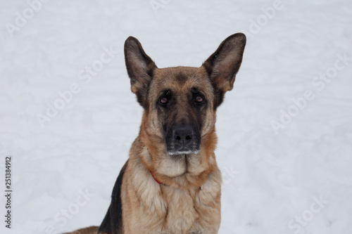 Cute german shepherd with black mask is looking at the camera. Pet animals. © tikhomirovsergey