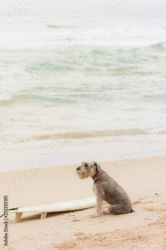 Cute dog sitting on sand at the beach near surfboard and the sea. © Joe