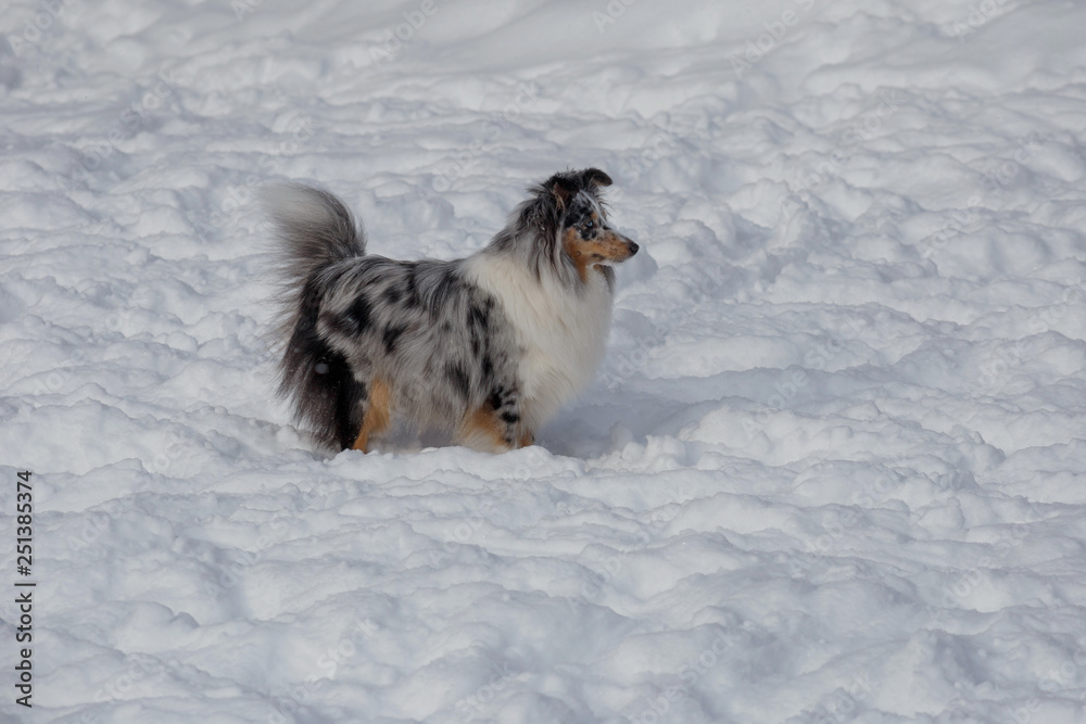 Blue merle shetland sheepdog puppy is standing on a white snow. Shetland collie or sheltie. Pet animals.