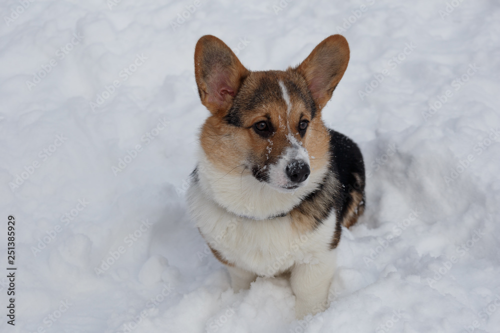 Fawn and black puppy of pembroke welsh corgi is sitting on the white snow in the park. Pet animals. Fawn and black puppy of pembroke welsh corgi is sitting on the white snow in the park. Pet animals.