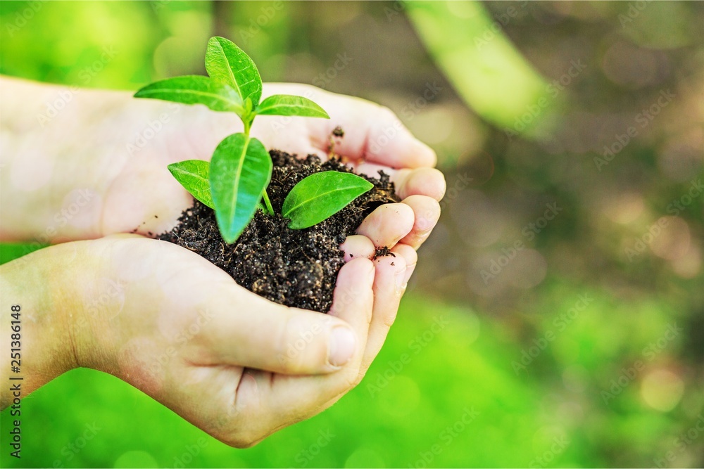 Pure green plant with soil in human hands on background