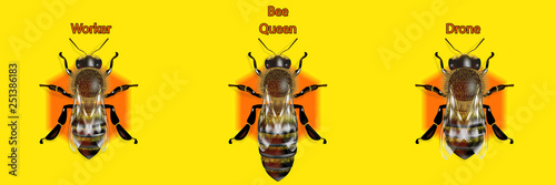 Bee type vector