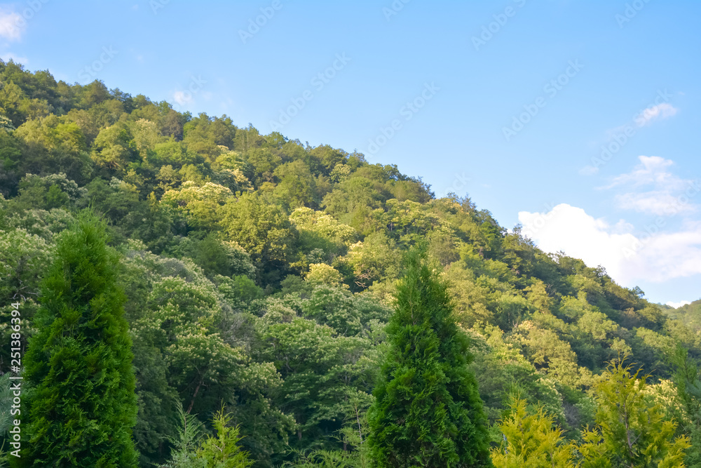 mountain covered with green vegetation