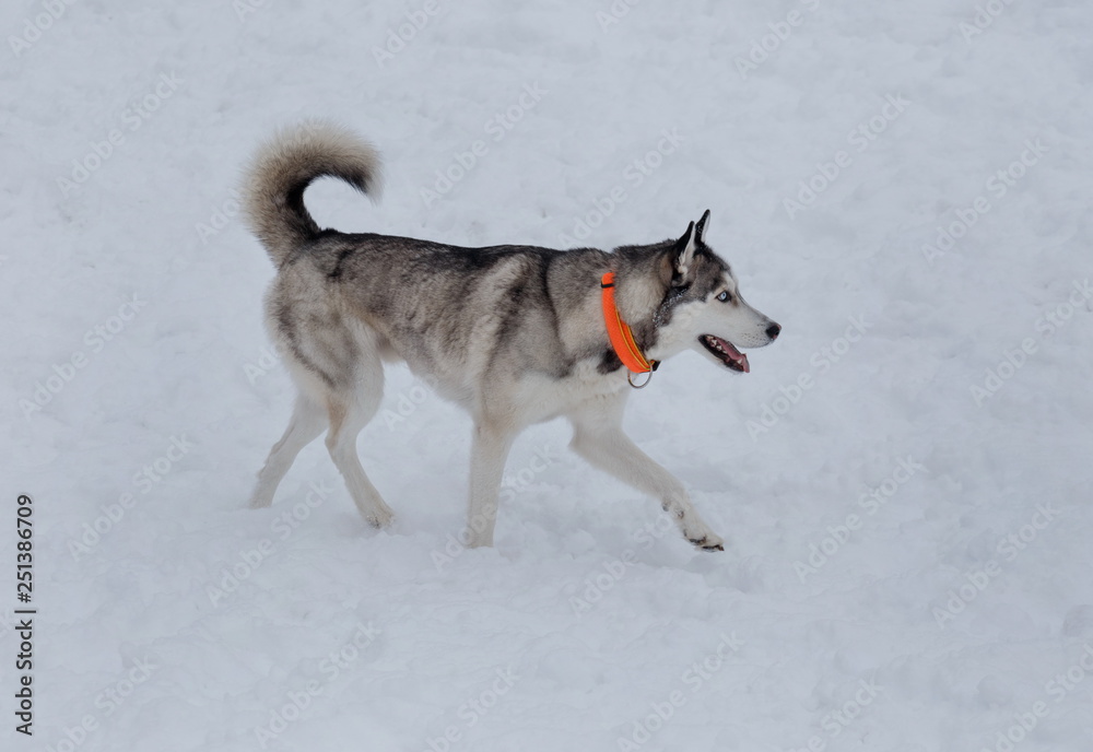 Cute siberian husky puppy is walking on a white snow. Pet animals.