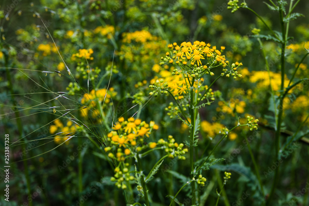 Fototapeta premium wild flowers
