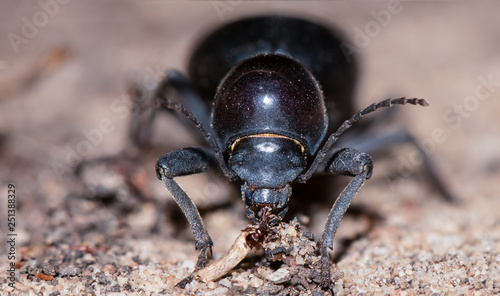 Dung-Beetle
