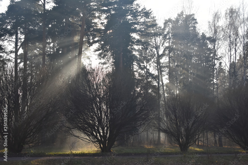 Obraz premium Лес Природа Туман