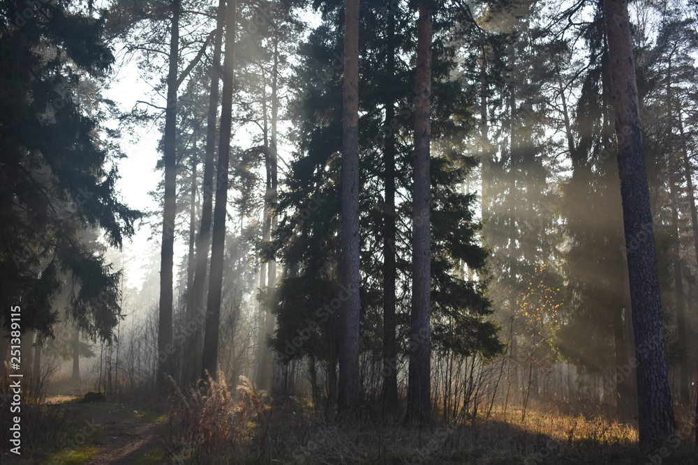 Obraz premium Лес Природа Туман Солнце