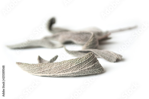 closeup of salvia officinalis dried leaves on white background