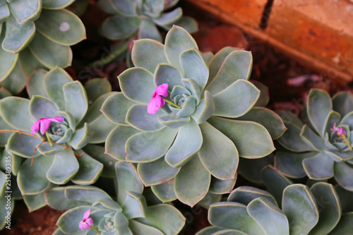 succulent with pink flowers
