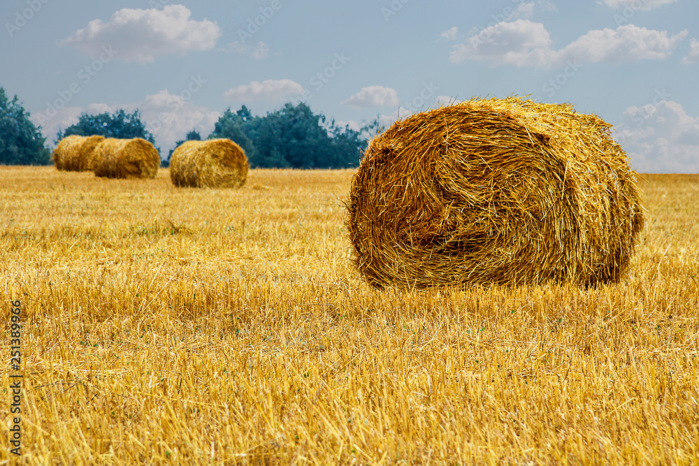 Crop field with haystacks rolled into rolls. The background is slightly blurred. In the distance you can see a fir landing. Crop field with haystacks rolled into rolls. The background is slightly blurred. In the distance you can see a fir landing.