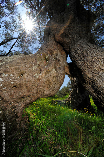 Olivenbaum (Olea europaea) - olive tree / Montenegro photo