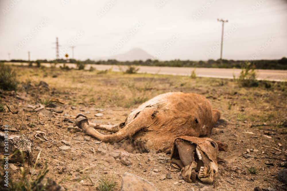 Obraz premium Dead Nature