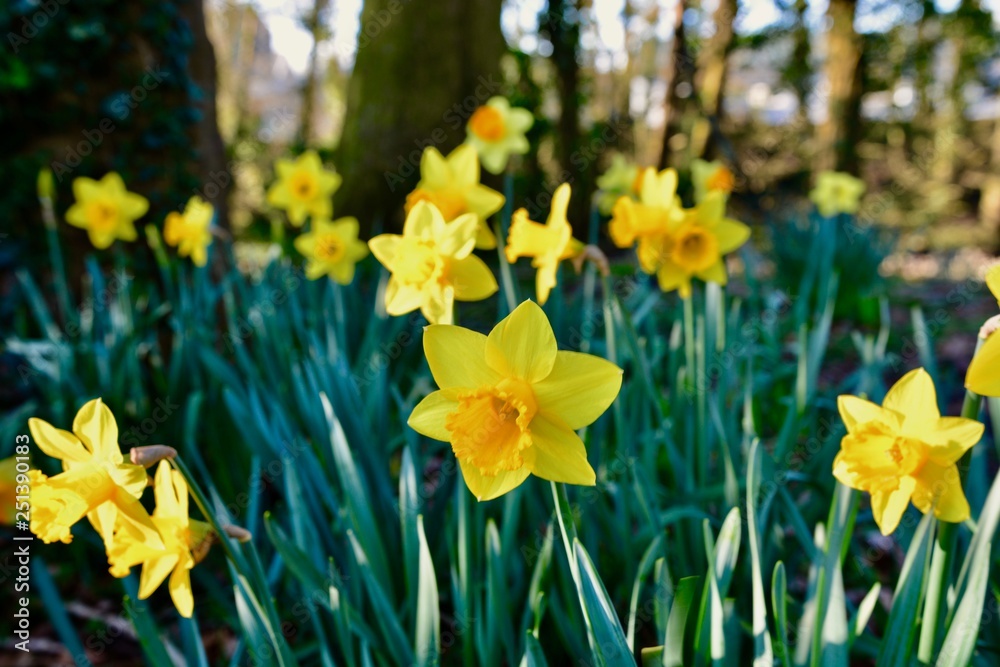 Fototapeta premium daffodils in the garden