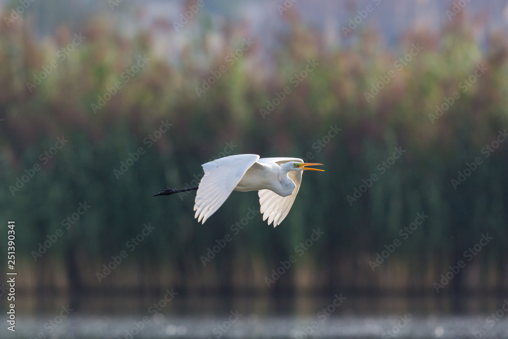 great white egret (egretta alba) flying over water in front of reed belt great white egret (egretta alba) flying over water in front of reed belt