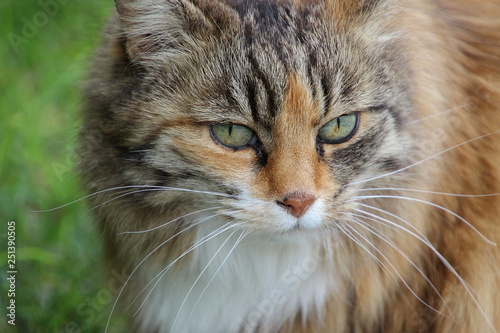 Portrait einer Katze