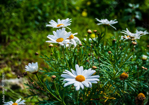 closeup of daisies in spring