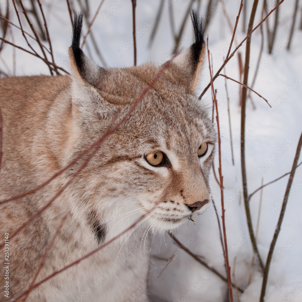 Obraz premium Abordable Eurasian Lynx, portrait in winter field