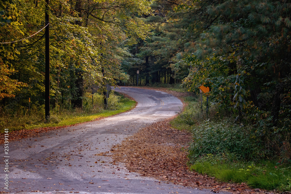 Fototapeta premium Windy Woodsy Road