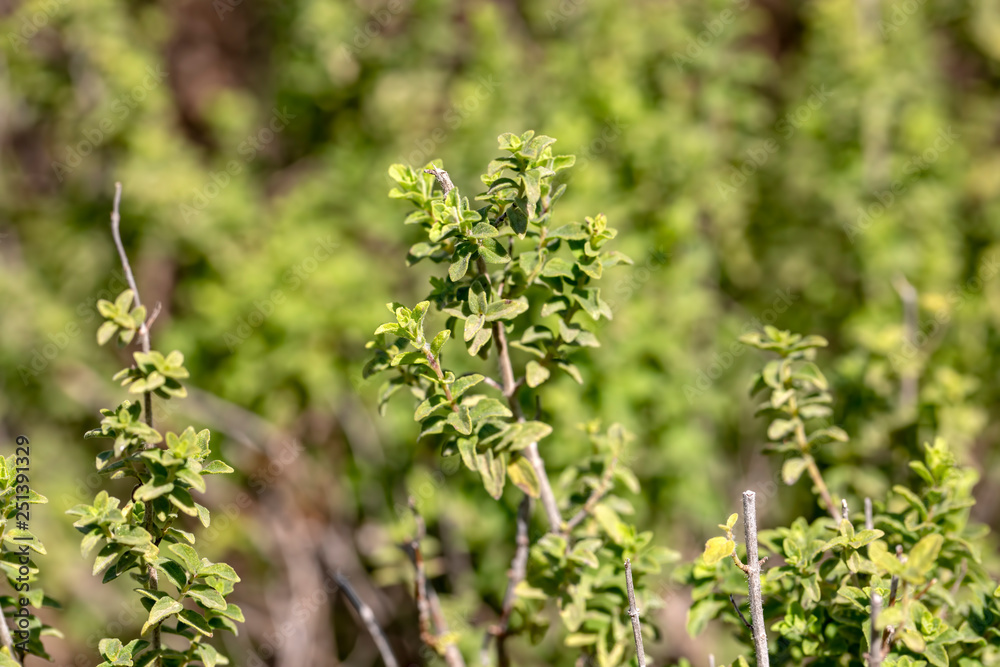 Green fresh organic thyme plant in nature (mountain thyme)