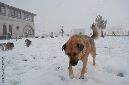 dog in snow